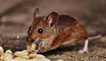 24 Hour & Emergency Exterminators in Kennebunk, ME
